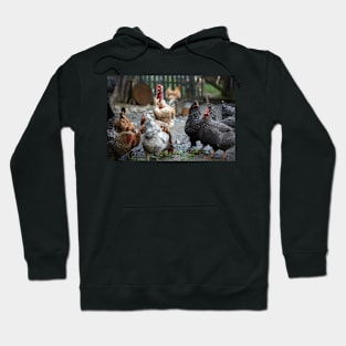 Free range chicken in the countryside Hoodie